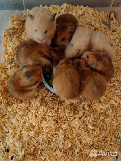 Сирийские хомячки