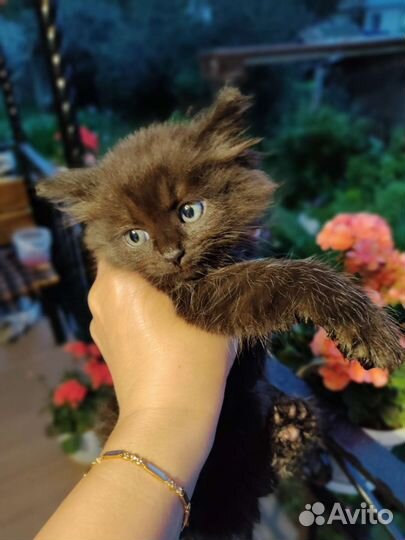 Котик бесплатно