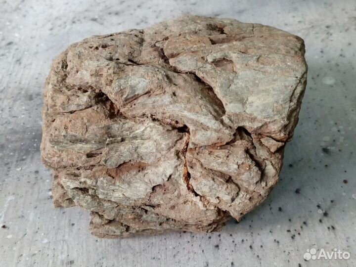 Окаменелое дерево