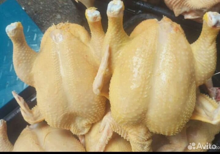 Куры цыплята