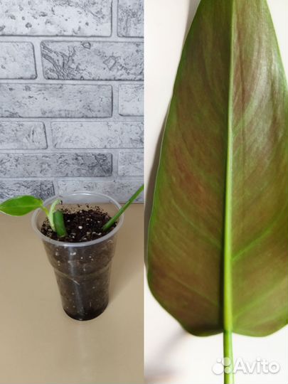 Филодендрон Бурле Макс