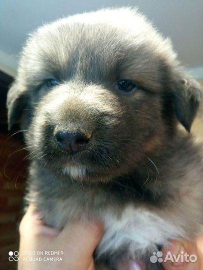 Домашние животные собаки