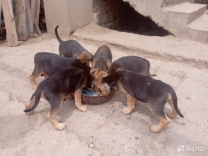 Продаются щенки русской гончей