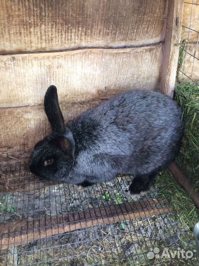 Продам кроликов