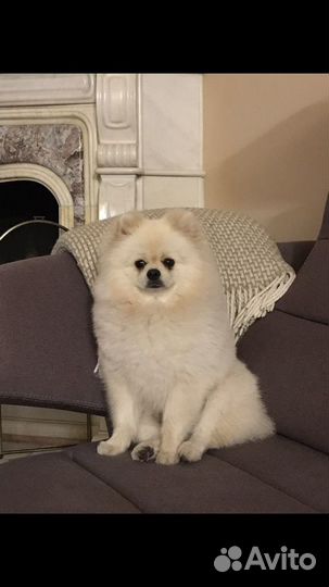 Немецкий малый Шпиц мальчик вязка случка