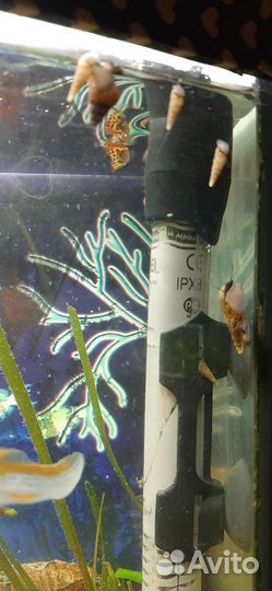 Улитка Геркулес