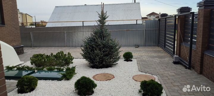 Туя, Можжевельник, Голубая ель, Пихта, Лиственница