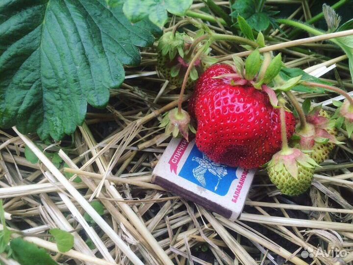 Рассада клубники