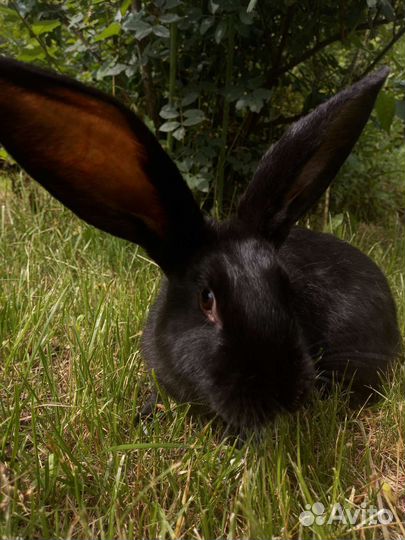 Крольчихи на развод