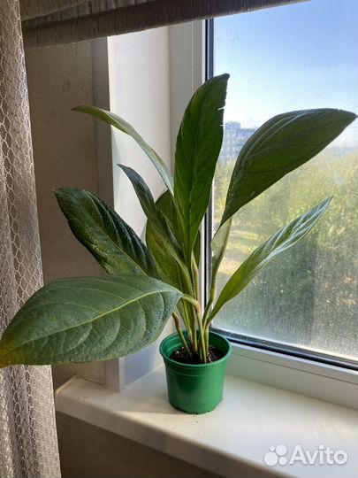 Антуртум Джемини