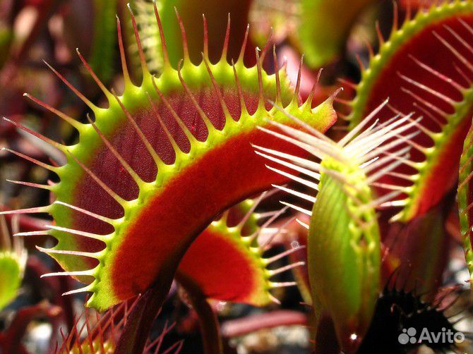 Венерина Мухоловка, семена