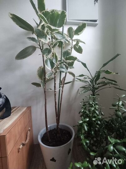 Фикус эластика тинеке 150 см