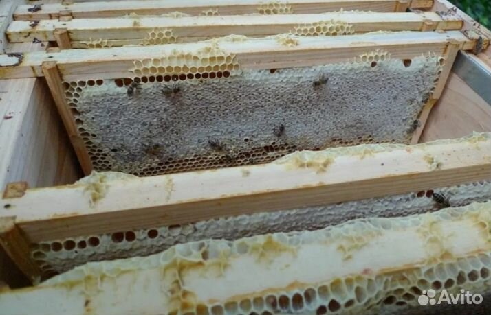 2023 года Мёд натуральный оптом