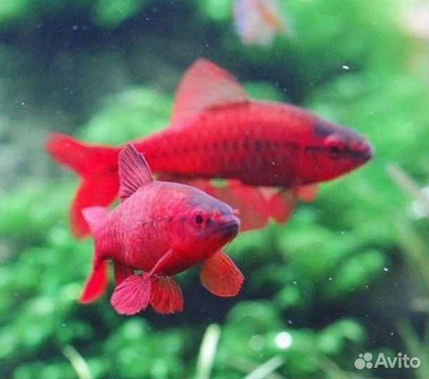 Аквариумные рыбки