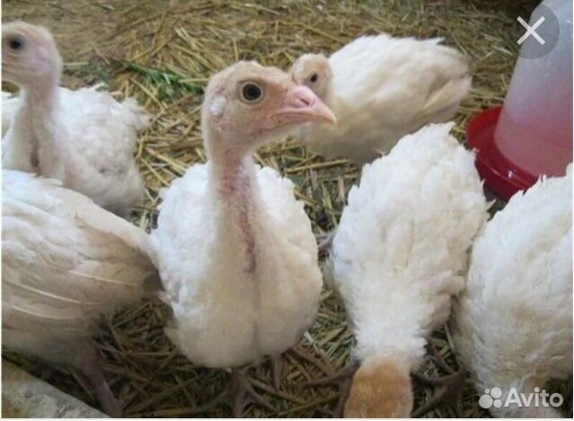 Продам, индюшат Инкубационн