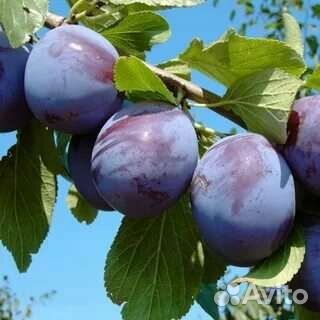 Слива саженцы