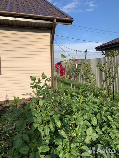 Георгины многолетнии