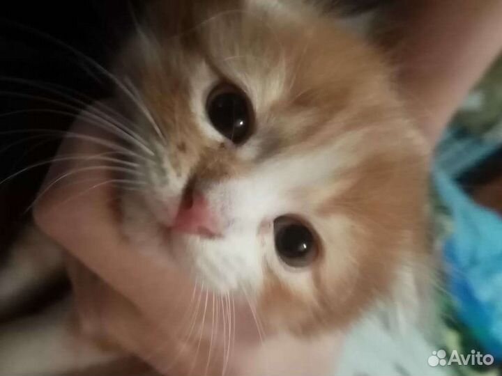 Шотландский вислоухий котёнок