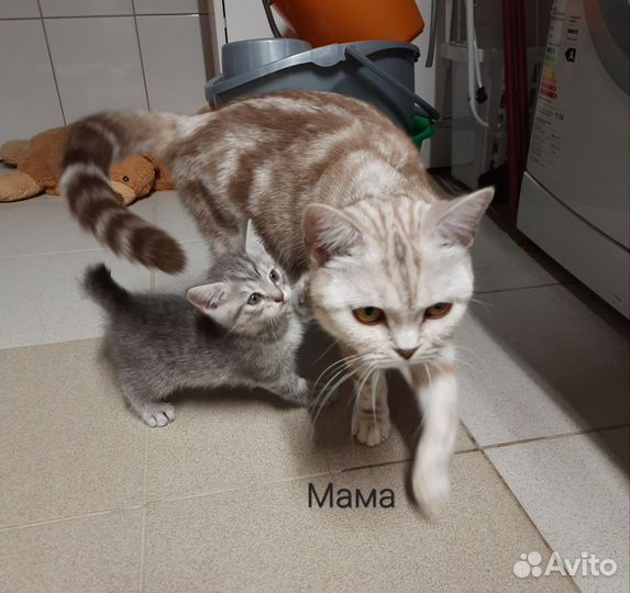 Девочка добрые руки