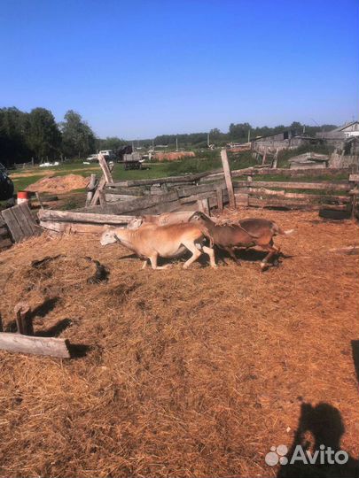 Катумские бараны, овцы, быки