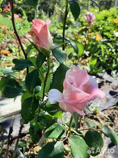 Саженец розы