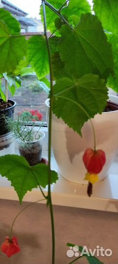 Цветущие.Лантана.Свинчатка.Абутилон