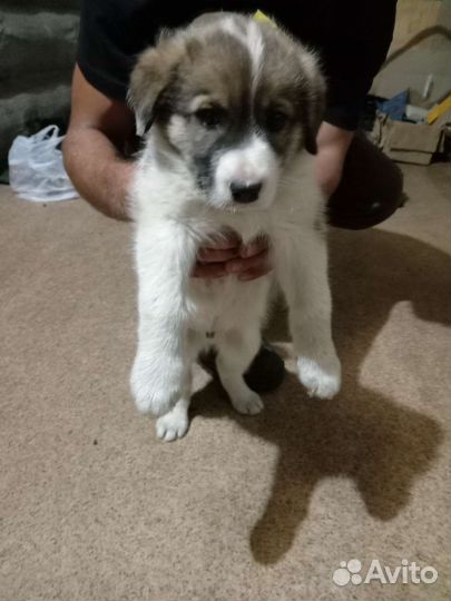 Алабай в добрые руки, отдам бесплатно