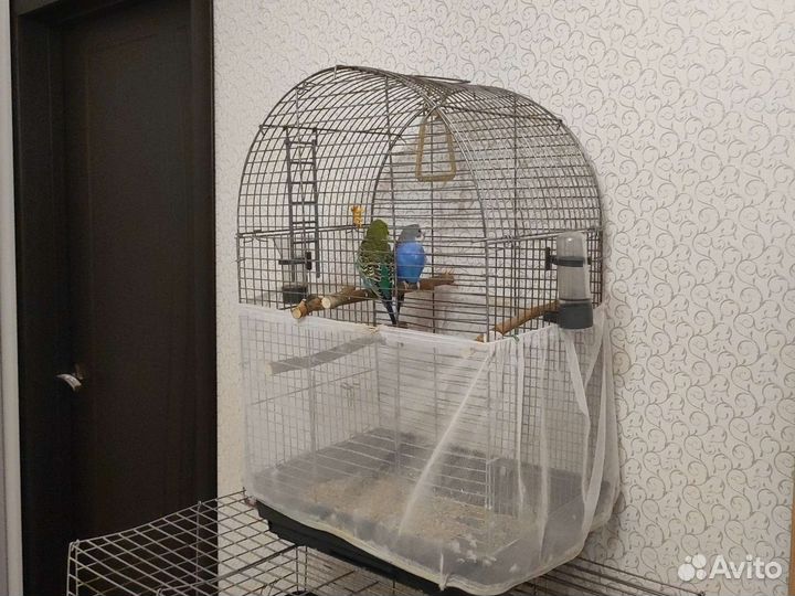 Волнистые попугаи с клеткой, пара