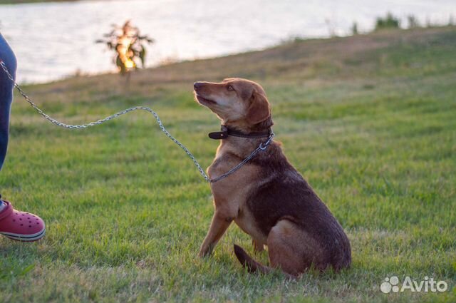 Собака ищет хозяев