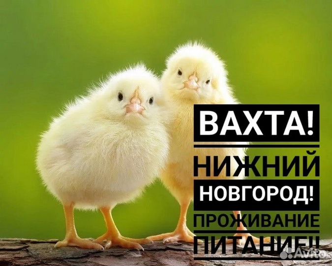 Упаковщики вахта с питанием