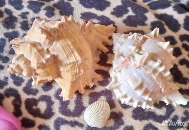 Галька, ракушки