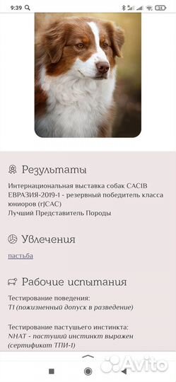 Щенки аусси (австралийская овчарка)