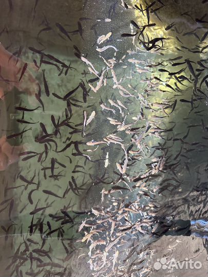 Малек форели