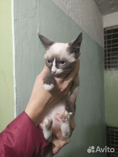 Викинули маленькую котенку