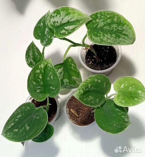 Сингониум, сциндапсусы