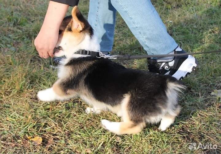 Дрессировка собак