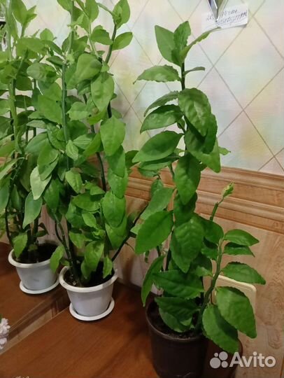 Педилантус