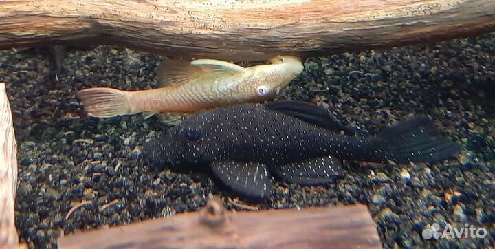 Лорикариевые номерные L сомы,цихлиды, корма,гуппи