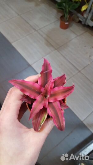 Криптантус рубин стар