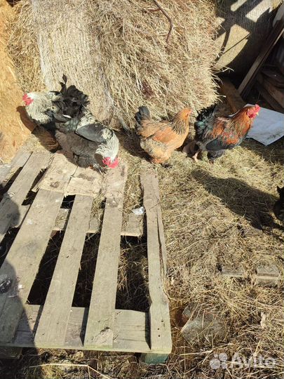 Молодые петухи