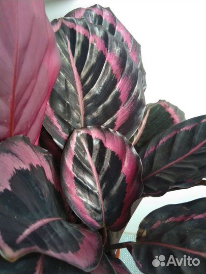 Эффектные декоративно-листные комнатные растения