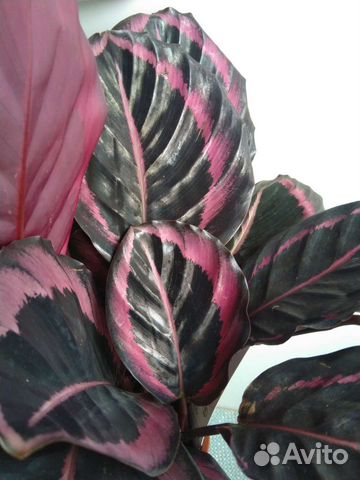 Эффектные декоративно-листные комнатные растения