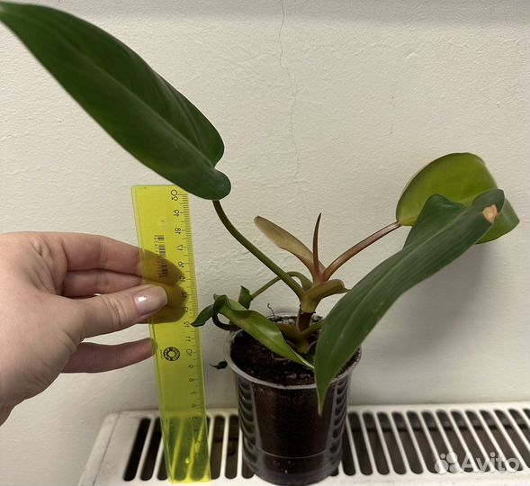 Филодендрон