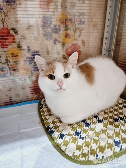 Кошка, котик, котёнок