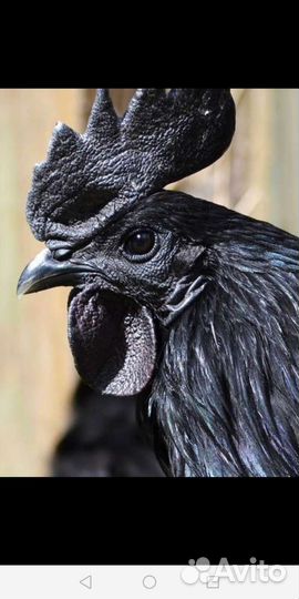 Петухи Брама,Маран,Фавероль,Ухейилюй