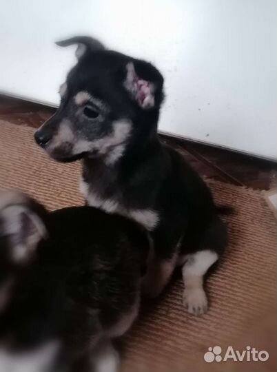 Обычные щенки