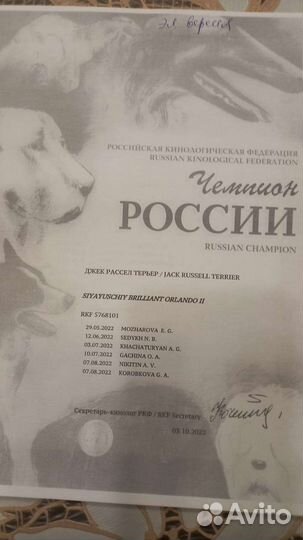 Вязка джек Рассел терьер RKF