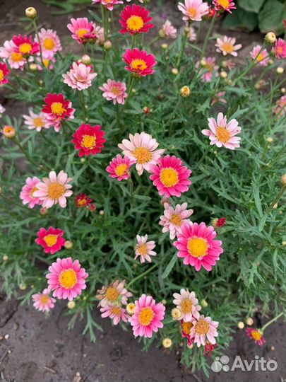 Аргирантемум