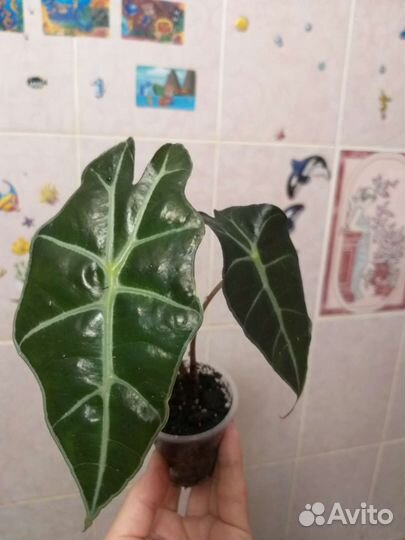 Нолина,алоказия Полли,герань,мята домашняя