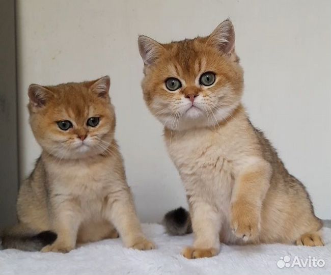 Золотые котята. Питомник